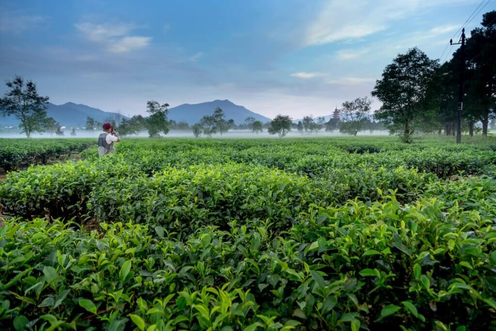 culture d'abre a thé (tea tree)