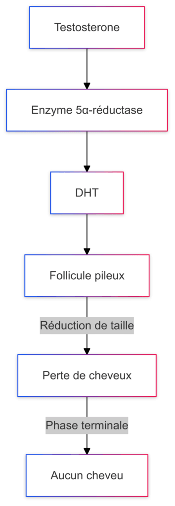 diagramme du fonctionnement du saw palmetto contre la calvitie en bloquant la DHT empechant la perte de cheveux