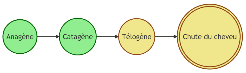 schéma du cycle de vie des cheveux