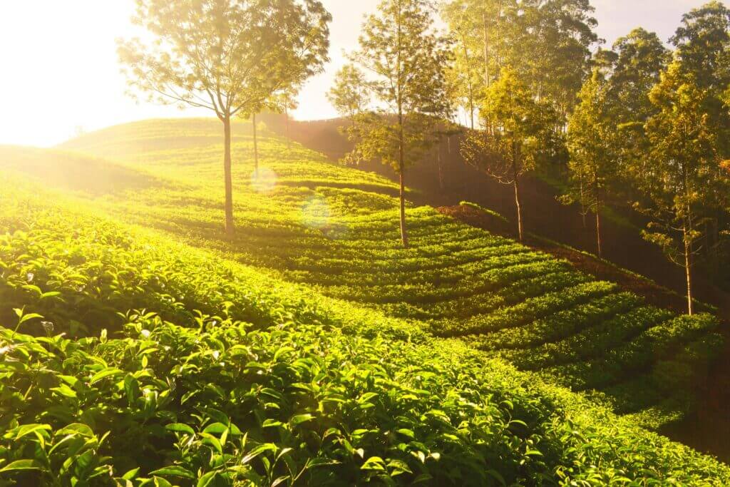 culture de tea tree pour soigner les problèmes de peau comme la dermite séborrhéique, le psoriasis, la rosacée et l'acné
